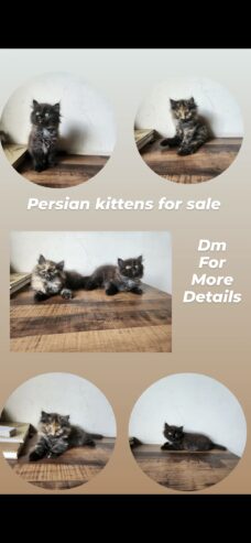 Persian Kittens for SALE