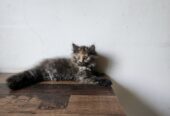 Persian Kittens for SALE