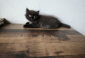 Persian Kittens for SALE