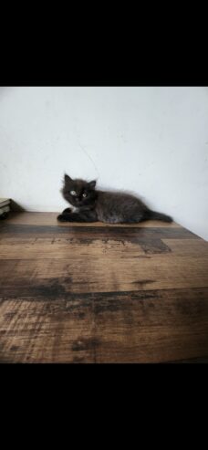 Persian Kittens for SALE