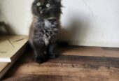 Persian Kittens for SALE