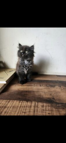 Persian Kittens for SALE