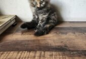 Persian Kittens for SALE