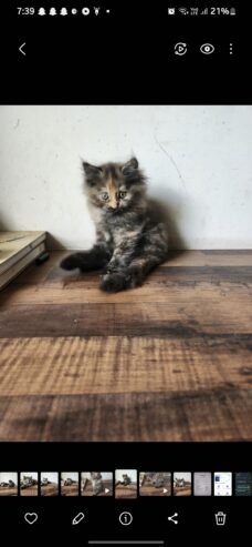 Persian Kittens for SALE