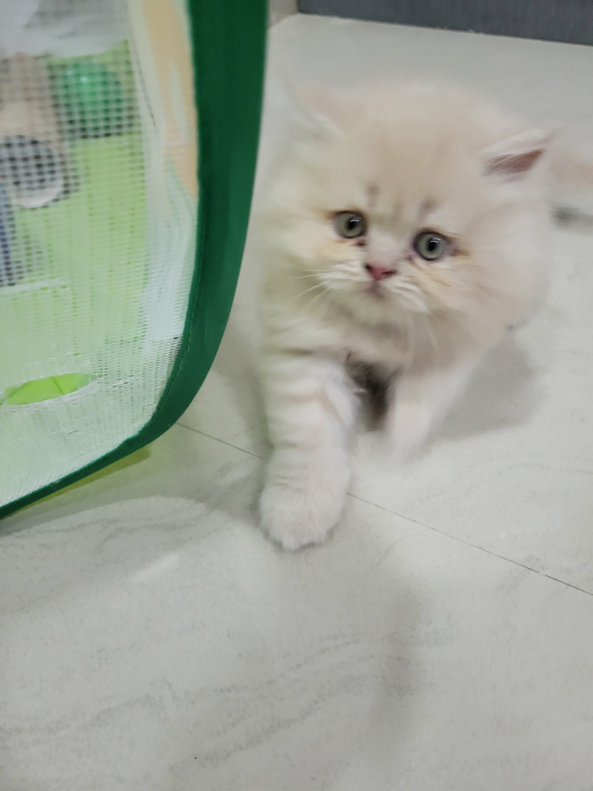 persian doll face kitten