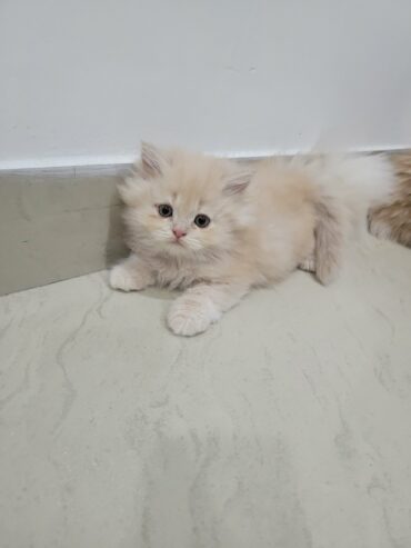 persian doll face kitten