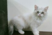 Ragdoll Kitten/Cat for Sale