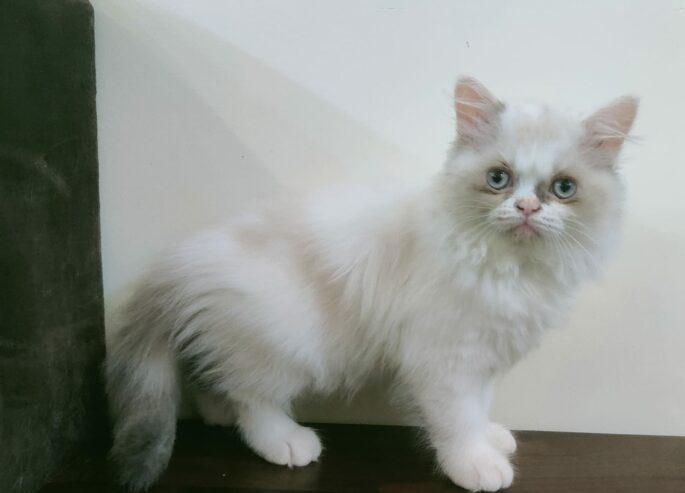 Ragdoll Kitten/Cat for Sale