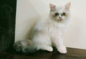 Ragdoll Kitten/Cat for Sale