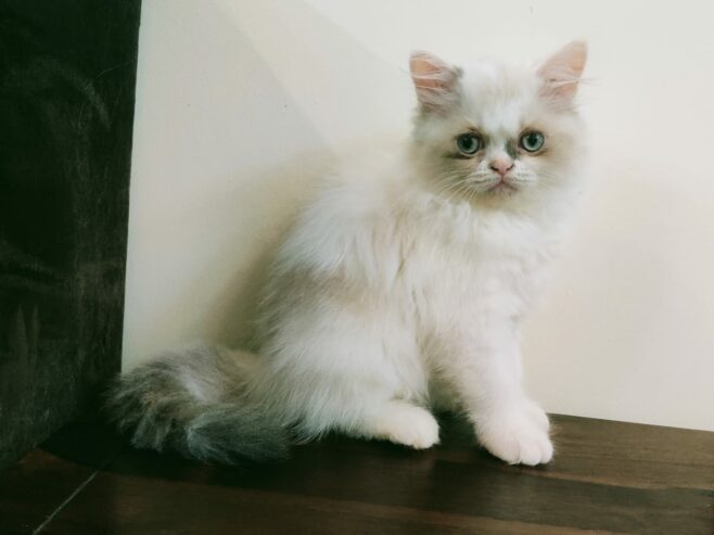 Ragdoll Kitten/Cat for Sale