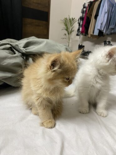 Charming Kittens for Sale – Only ₹12,000 Each!