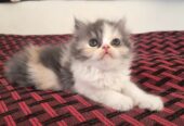 Persian kittens for sale