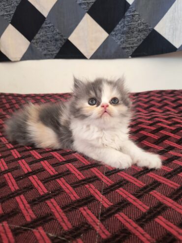 Persian kittens for sale