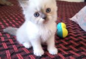 Persian kittens for sale