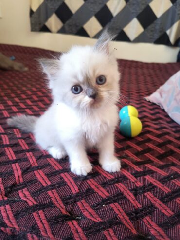 Persian kittens for sale