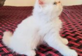 Persian kittens for sale