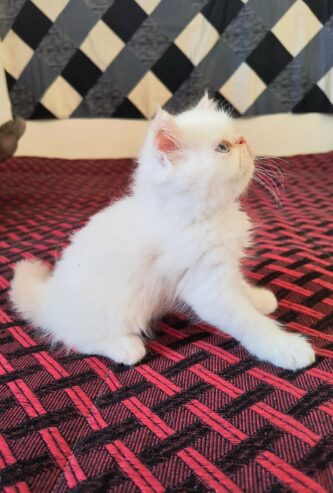 Persian kittens for sale