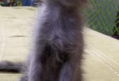 Grey color regdoll kitten available