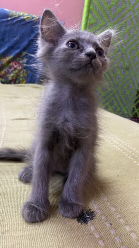 Grey color regdoll kitten available