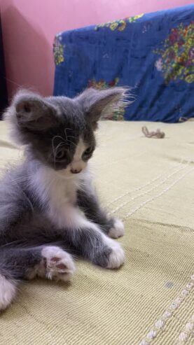 Grey color regdoll kitten