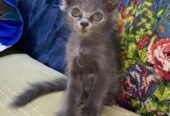 Grey color regdoll kitten available