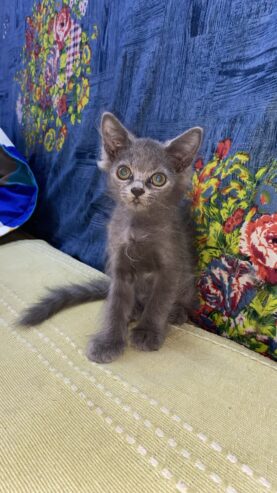 Grey color regdoll kitten available