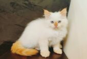 Ragdoll Kitten/Cat for Sale