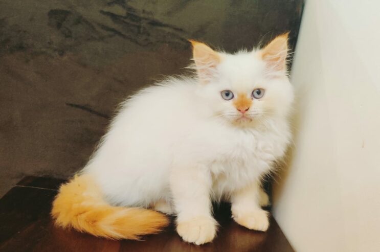 Ragdoll Kitten/Cat for Sale