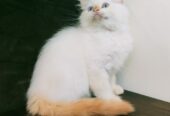 Ragdoll Kitten/Cat for Sale