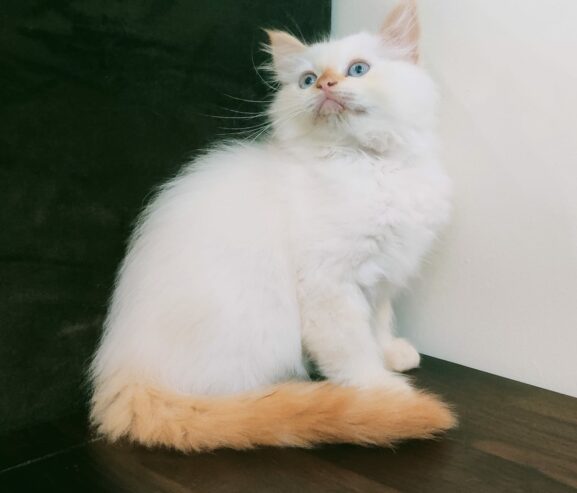 Ragdoll Kitten/Cat for Sale