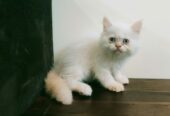 Ragdoll Kitten/Cat for Sale