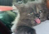 Cute Healthy Persian Kittens for Sale in Vasai