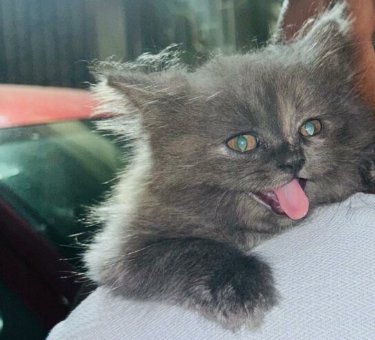 Cute Healthy Persian Kittens for Sale in Vasai