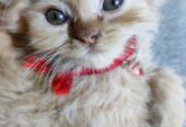 Cute Healthy Persian Kittens for Sale in Vasai