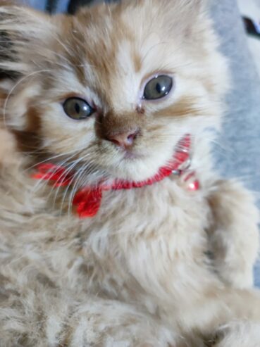 Cute Healthy Persian Kittens for Sale in Vasai