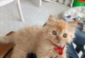 Cute Healthy Persian Kittens for Sale in Vasai