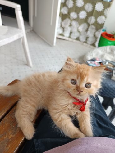 Cute Healthy Persian Kittens for Sale in Vasai