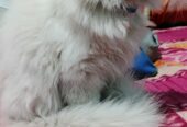 Persian Cat Prince – Pure White Beauty