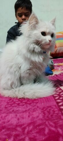 Persian Cat Prince – Pure White Beauty