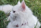 Persian Cat Prince – Pure White Beauty