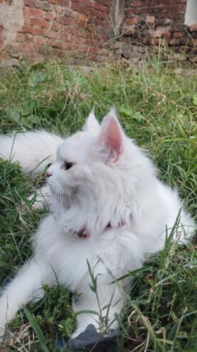 Persian Cat Prince – Pure White Beauty