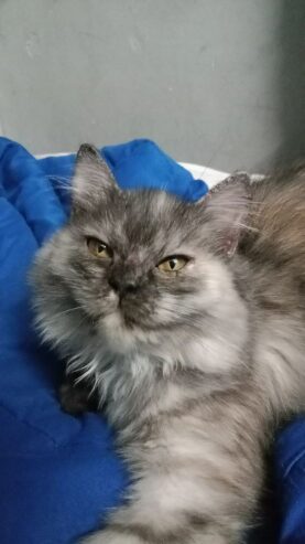 Maine coon kitten for sale