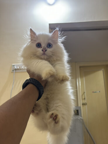 Persian cat