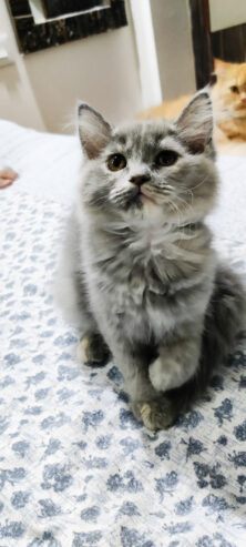 Grey female persian kitten