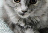 Grey female persian kitten