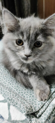 Grey female persian kitten