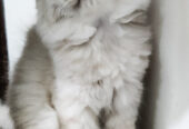 Female Off-white persian kitten