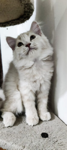 Female Off-white persian kitten