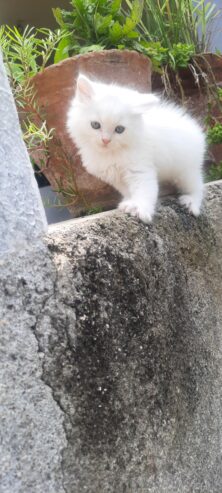 persian cat kitten available for sale