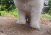 persian cat kitten available for sale